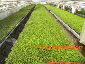 廊坊嫁接茄子苗厂家就到永清丰瑞果蔬农村专业合作社批发–廊坊嫁接茄子苗厂家就到永清丰瑞果蔬农村专业合作社厂家–廊坊嫁接茄子苗厂家就到永清丰瑞果蔬农村专业合作社供应商