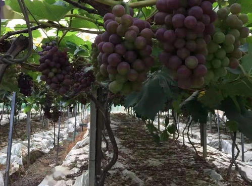 正式启动 全市28家名单公布