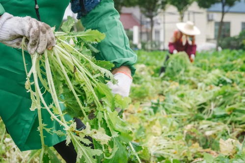 大江 大河 这个海滨村庄让年轻人都想回来了