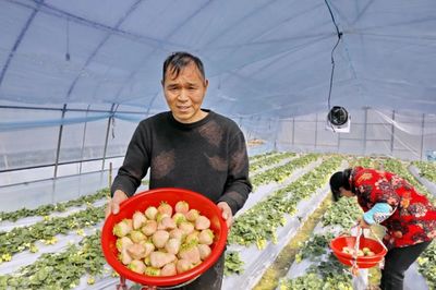 粉嫩可爱、清甜多汁!金山白草莓大批量上市!