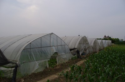 杭州余杭区南苑五益蔬果专业合作社 