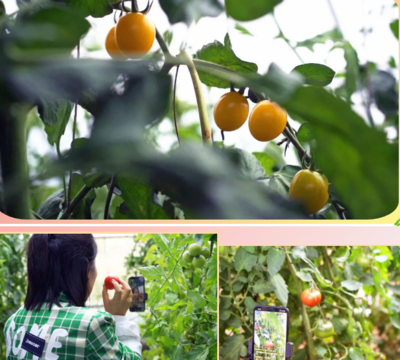 崇礼区举办“崇礼区第二届优质蔬菜采摘节”活动
