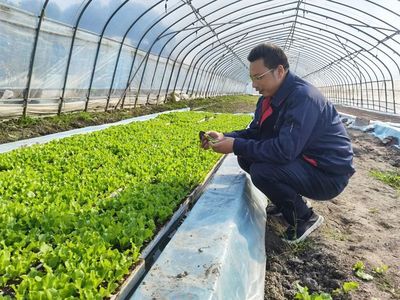 白鹤:日均采收上市蔬菜240吨,稳产稳价保障市场供应