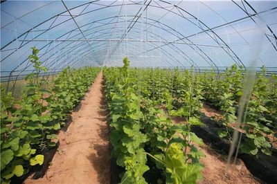 聚焦!市委书记侯红:确保精准扶贫措施再落实再落细