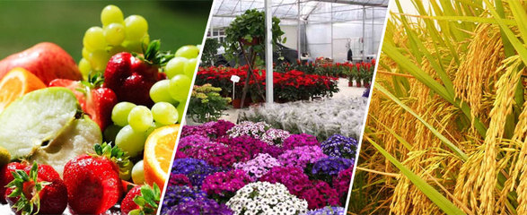 上海绿田蔬果种植专业合作社