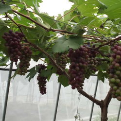 王波蔬果专业合作社