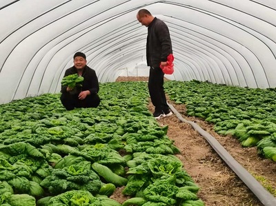 蒙城县立仓镇:种植蔬菜 富了口袋