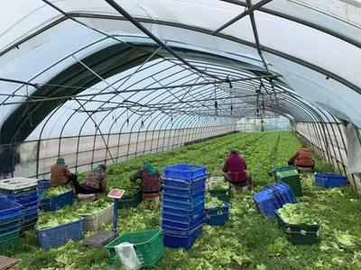 热送"暖心菜"!沪郊菜农把新鲜、优质蔬菜从田头直接送到居民家门口