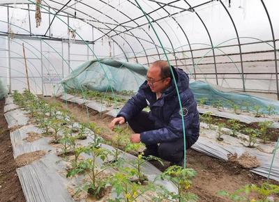 新一轮寒潮来袭,蔬果合作社全力保障蔬菜稳产稳供