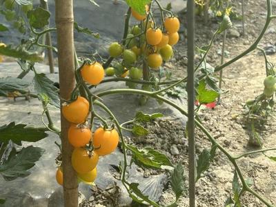 "七彩"小番茄上市,快来看这些小可爱!