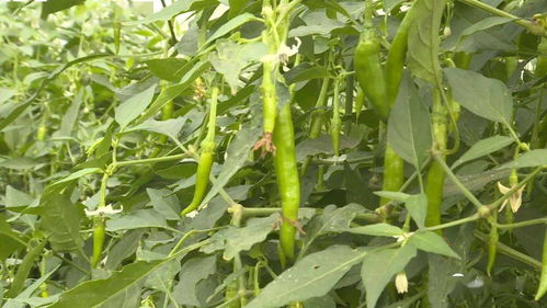 创业两年多,年营业额达3千万 浦桥村这位 退伍大叔 做了这个...