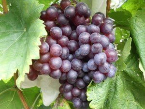 红宝石无核葡萄 栖霞市文远果蔬专业合作社 红提葡萄,红宝石无核葡萄