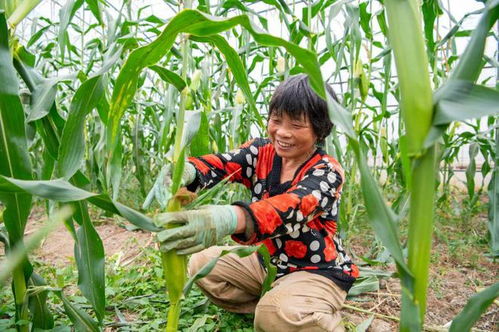 鲜嫩爆汁 深受大家喜爱的ta来啦