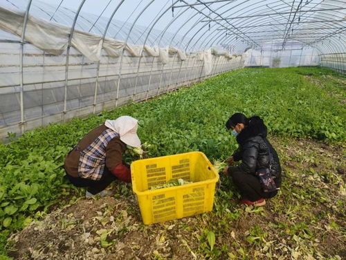 48小时从 田头 到 灶头 ,线上平台做好 摆渡人