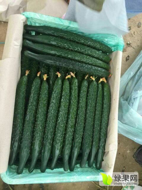 2019中国蔬菜第一县大棚嫁接黄瓜 大量上市了