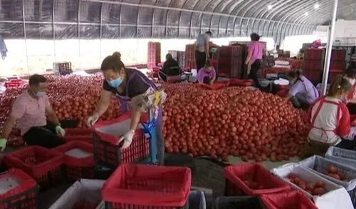 我市全力以赴保障北京 菜篮子