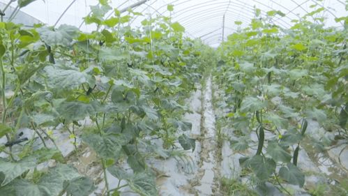 高质量发展看云梦高效菜园 系列报道之三 清洁技术促云梦蔬菜提档升级