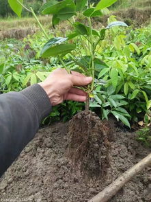 九月黄金蕉多少钱一斤