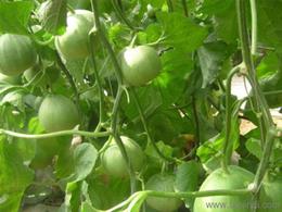 甜瓜,西红柿,黄瓜,丝瓜,辣椒 寿光市广聚果蔬专业合作社