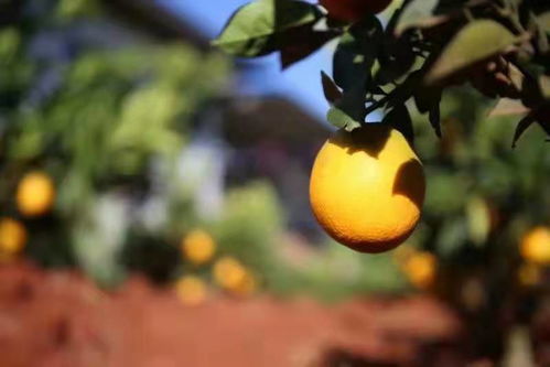 云南优秀企业 建水县跃贵果蔬专业合作社