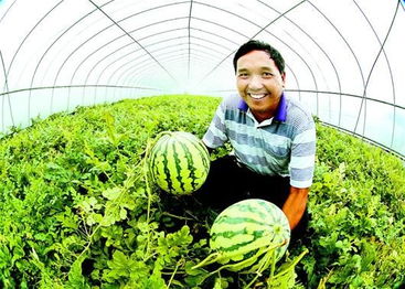 合作社发展大棚果蔬