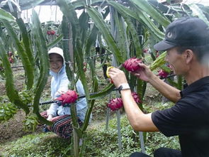 今日象山数字报 喝豆浆长大的火龙果