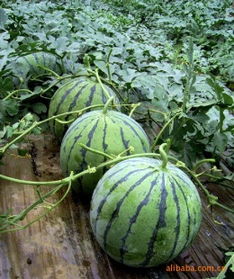 昌乐禾润果蔬专业合作社