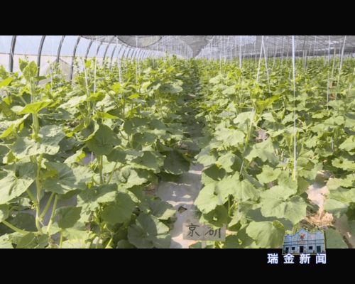 农丰源专业果蔬合作社 撑起当地小康致富梦