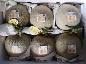 广聚果蔬高品质甜瓜供应,寿光甜瓜批发