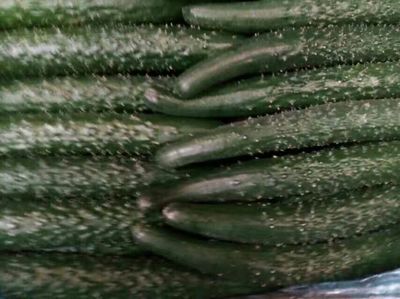 大连市农业农村局 "菜篮子"建设工程优质农产品基地 [蔬果]瓦房店金丰果菜专业合作社