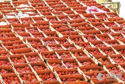 来凤县农园果蔬专业合作社