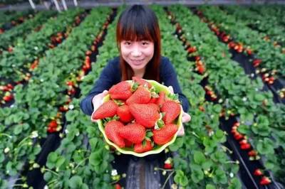 2017北仑草莓采摘指南.