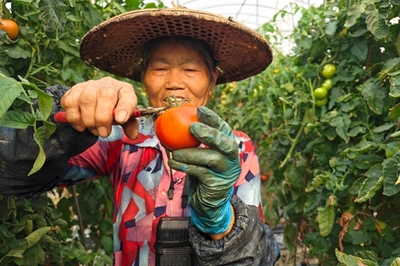 长泰妙韩蔬果:“会种地”变“慧种地”