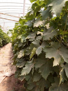 供应葡萄苗,寿光市明美果蔬专业合作社–