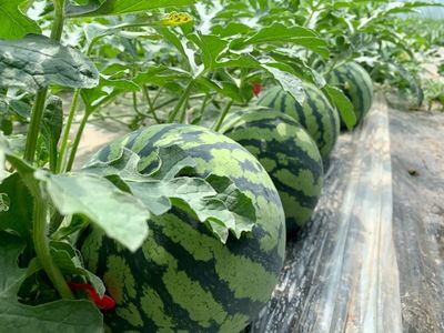 上海夏天最好吃的西瓜,原来都在这里了!