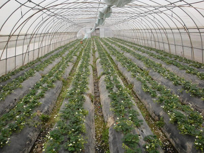 草莓园实景_上海海兆蔬果专业合作社-上海草莓园采摘/上海采草莓/上海草莓团购图片展示_上海海兆蔬果专业合作社-上海草莓园采摘/上海采草莓/上海草莓团购_第页