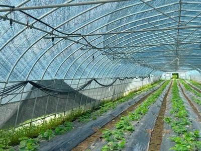 热浪"烤验"!嘉定这里的蔬菜合作社这样做…