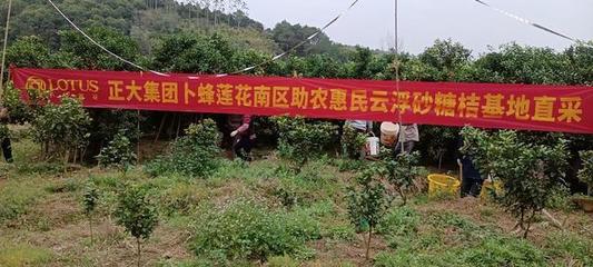 云浮郁南平台:农超对接,助力沙糖桔挺进大湾区