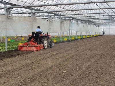 夏至又至,农事繁忙,果蔬争荣