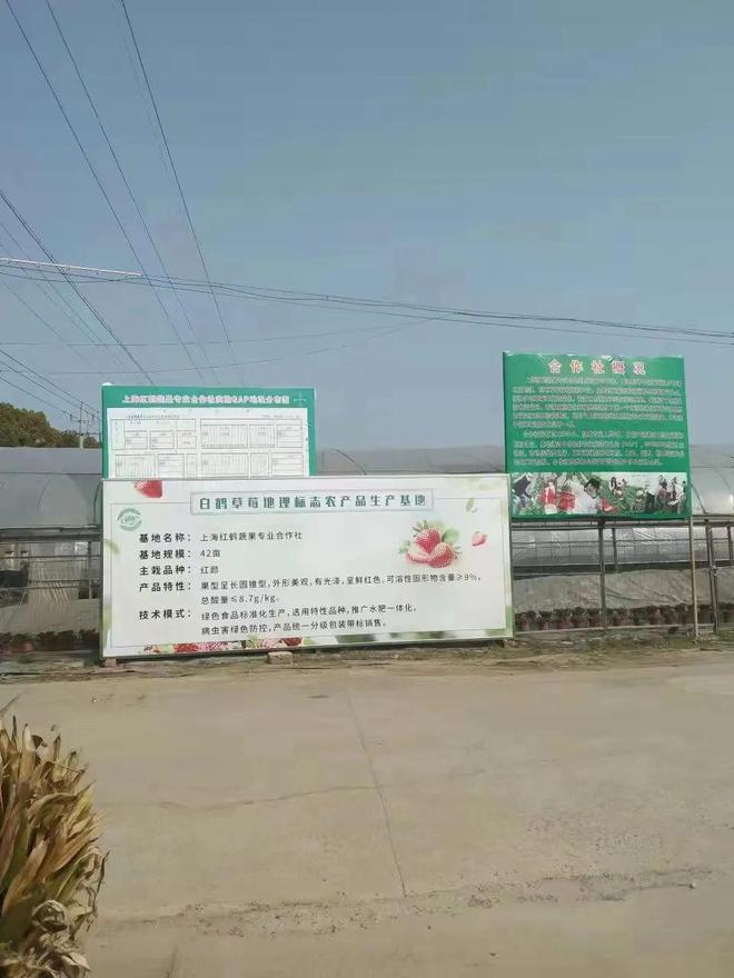 小小草莓提档升级 助力农业高质量发展:“白鹤草莓”地理标志农产品保护工程建设记