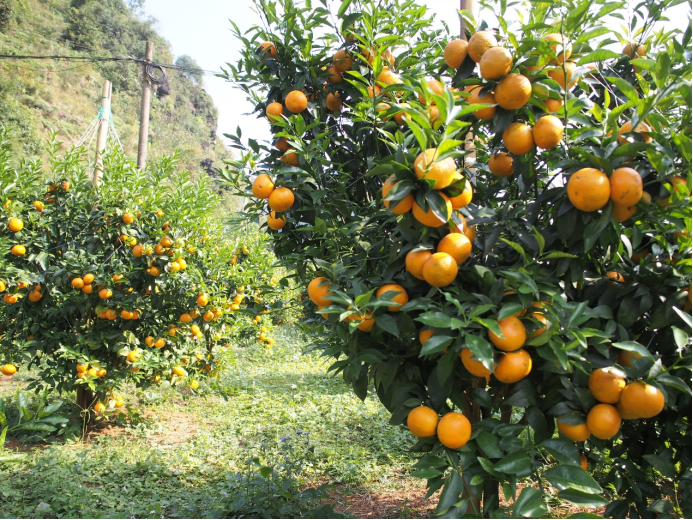 深圳以先行示范标准打造消费帮扶“全国样板”