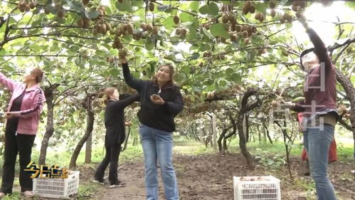 陕西水果界 大小王 的升级迭代之路