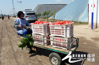 图说三农：临汾晋生源瓜果熟了 蔬果专业合作社发展探秘