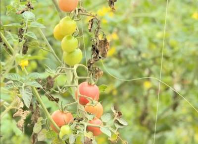 美得太惊艳！博罗蔬果专业合作社引领乡村新潮流