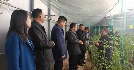 省农业农村厅深入我区调研农产品质量安全监管，关注蔬果专业合作社发展