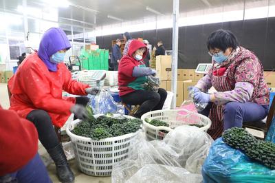 为“最美逆行者”打CALL！浦东农业女带头人齐聚蔬果专业合作社