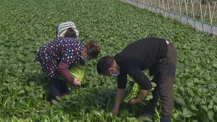 新增千亩种植基地、电话直送小区——上海金山蔬果供应出新招