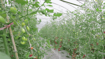 当季采摘尝鲜时！小番茄、蓝莓、枇杷、哈密瓜——蔬果专业合作社开启甜蜜夏天