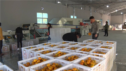 走基层丨天堂坪冰糖橙抢鲜上市 蔬果专业合作社助力乡村振兴