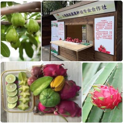 金山区新增三家全国休闲农业与乡村旅游精品企业，蔬果专业合作社引领农旅融合新风尚